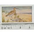 1920s Lente card No. 125 Wulp, curlew