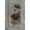 1913 Wills Old English Garden Flowers 2nd serie...