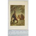 Coloured illustration: Gorillas at Home