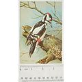 Coloured illustration: Great Spotted Woodpecker
