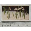 Vintage: Dutch card Jac. P. Thijsse, Lente No. ...