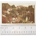 vintage postcard Terrace Walk & Vane Hill, Torquay