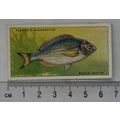 1935 Players Sea Fishes No. 28 Black Bream