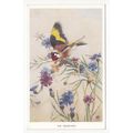 Winifred Austen Postcard The Goldfinch Bird Art...
