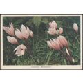 Colchicum Bornmuëlleri, c.1940s - My Garden Pos...
