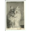 LANDOR'S CAT STUDIES "Dossie" Postcard by Tuck ...