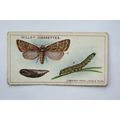 1915 Wills Garden Life No. 35 Cabbage Moth, Lar...