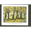 Postcard Dorset Kingston Russell Beech Trees