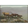 Highland Cattle - Amongst the Bracken, c.1910 -...