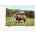 HIGHLAND COW Postcard by Women's Institure