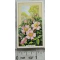 1939 Gallaher's Wild flowers No. 1 Dog Rose