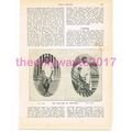 Wolf Boy of Secundra, Book Illustration (Print)...
