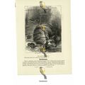 Aard Wolf, Book Illustration (Print), 1884