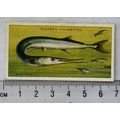 1935 Players Sea Fishes No. 15 Gar-fish