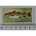 1935 Players Sea Fishes No. 17 Cod