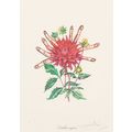Salvador Dalí Florals Surrealist Flowers 1972 P...