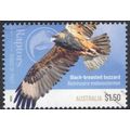 AUSTRALIA: 2025 RAPTORS, BLACK-BREASTED BUZZARD...