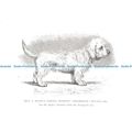 D026861 Rev. T. Mosses Dandie Dinmont. Shamrock...