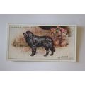 1925 John Player & Sons Dogs No. 19 Black Newfo...
