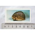 1960 Horniman's Tea card Pets No. 12 Hedgehog
