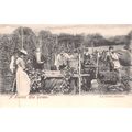 A Kentfish Hop Garden : Friths series printed p...